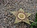 stapelia variegata.JPG